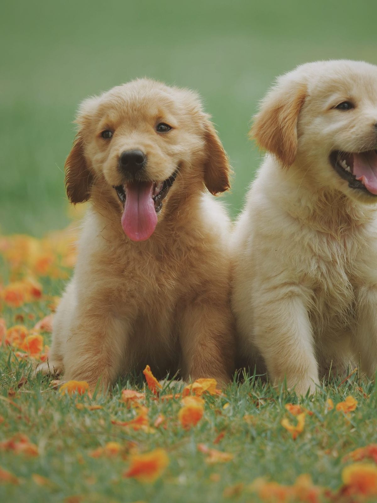 A young puppy playing on a soft rug at home