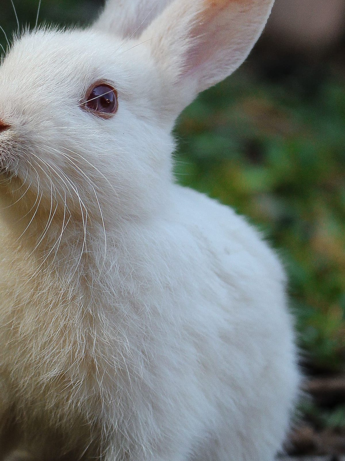 A small pet rabbit nestled in a cosy home enclosure