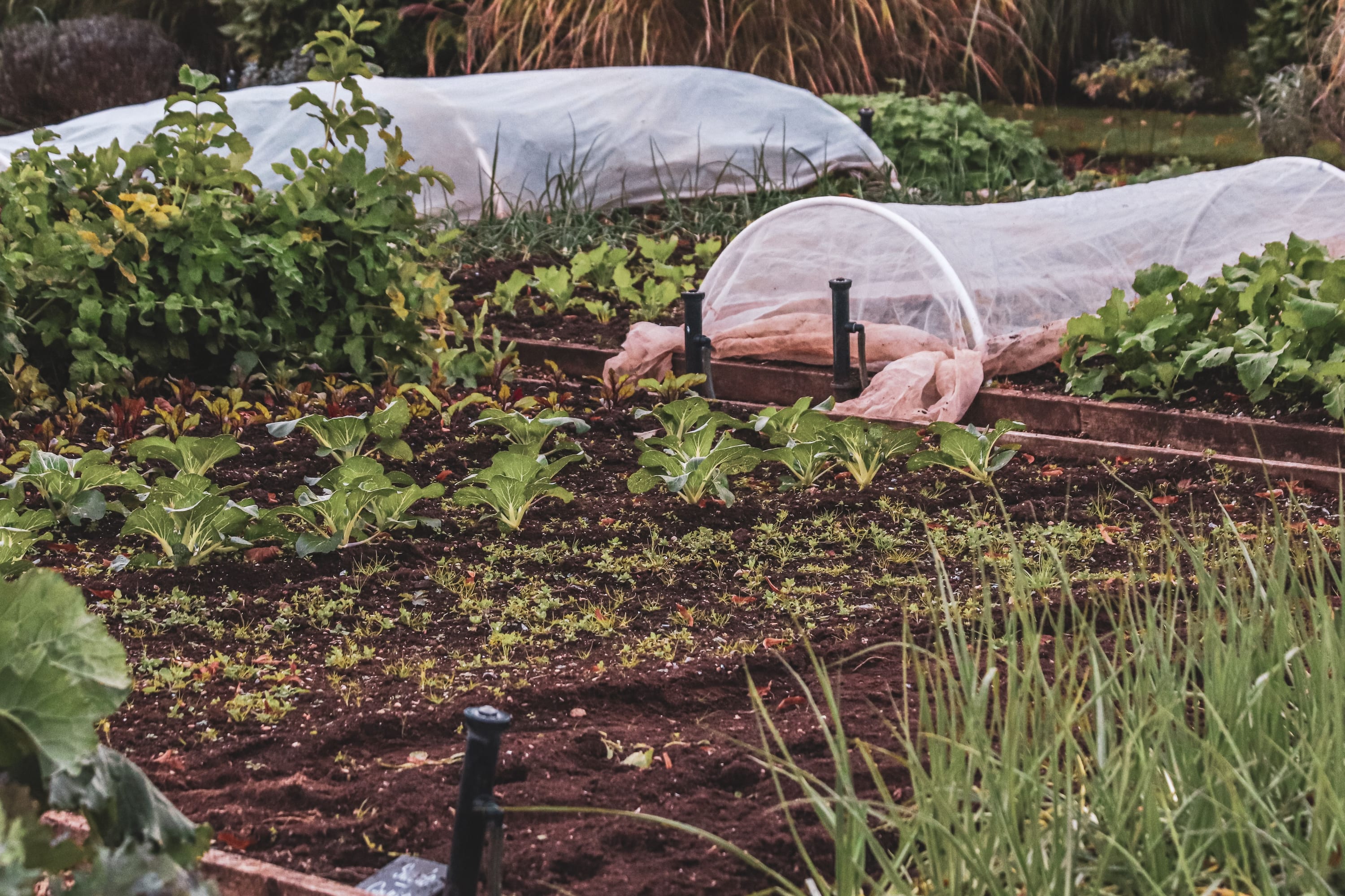 Spring raised beds of seedlings in dark soil under protective covers